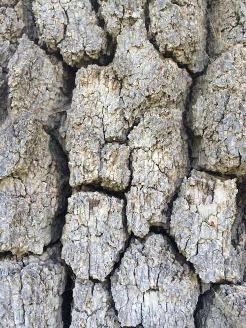 tree bark texture