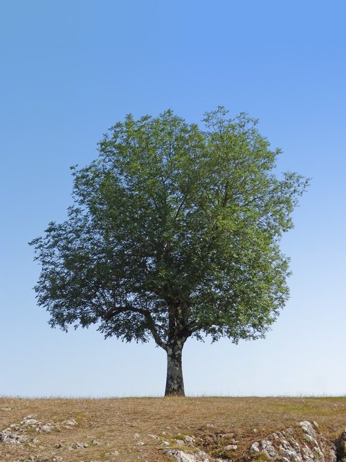 tree  green  symbol