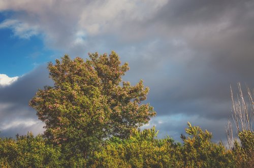 tree  sky  clouds
