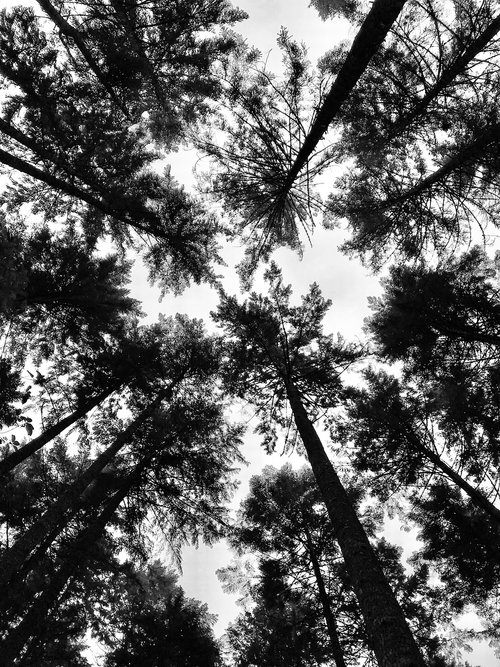 tree  perspective  trees