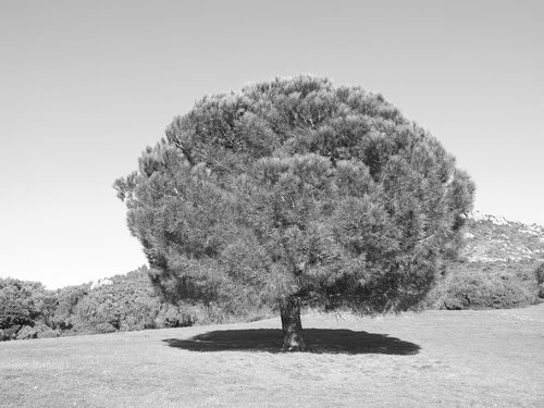 tree  nature  landscape