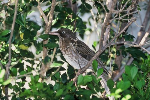tree bird thrasher