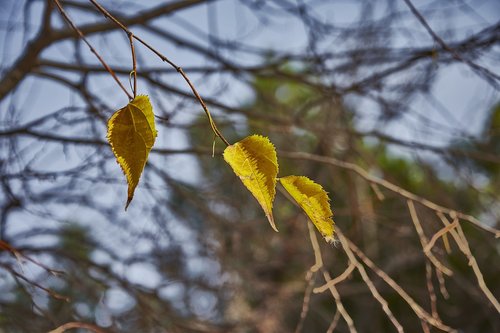 tree  leaves  autumn