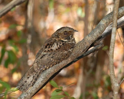 tree noctitherus caprimulgus