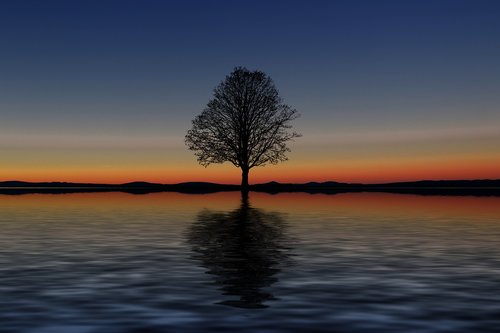 tree  lake  reflection