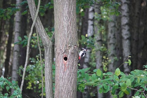 tree  forest  woodpecker