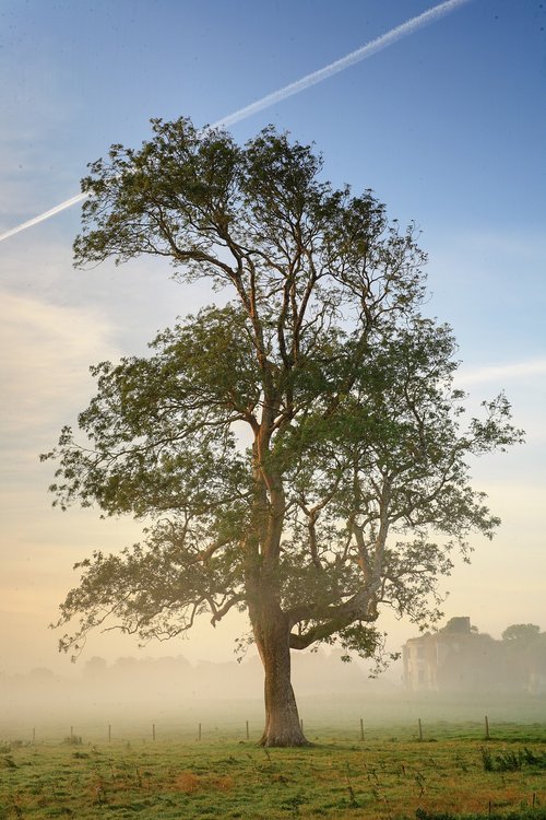 tree  fog  nature