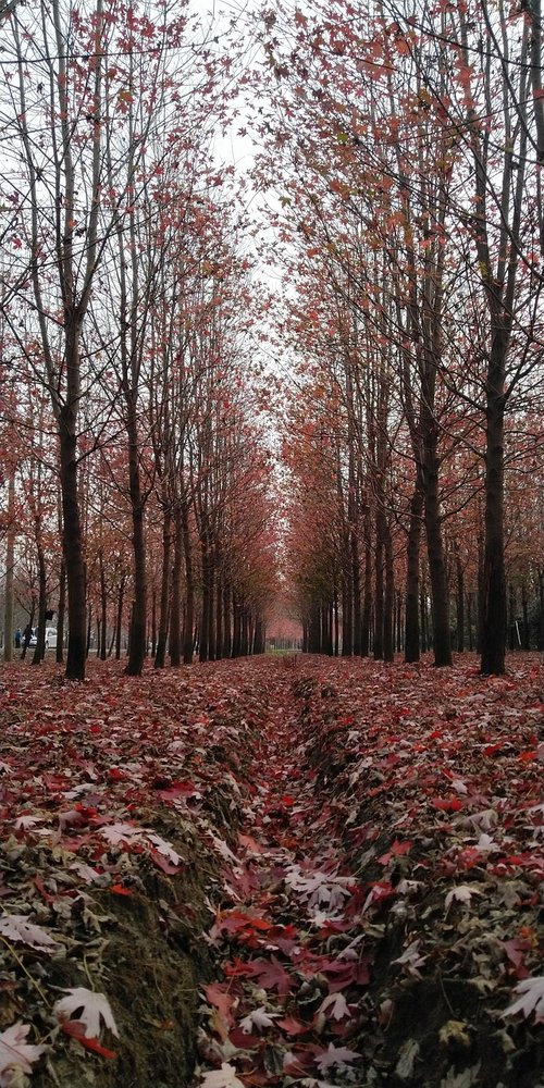 tree  maple  forest