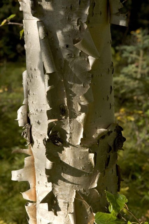 tree birch trees