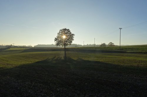 tree  lonely  longing