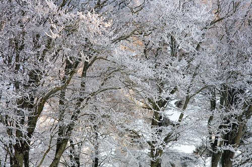 tree  frost  snow