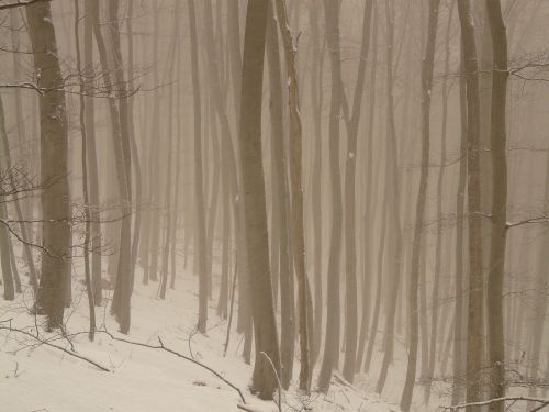 tree tree trunks fog