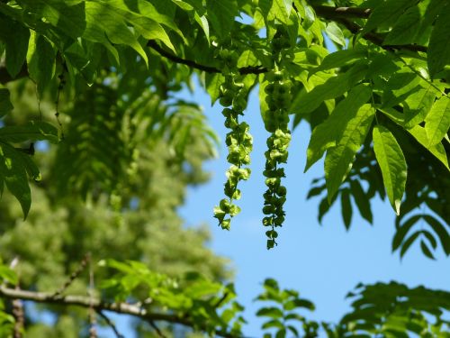 tree sky nature