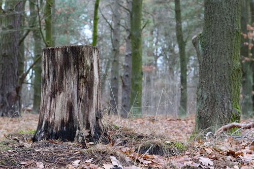 tree  log  winter