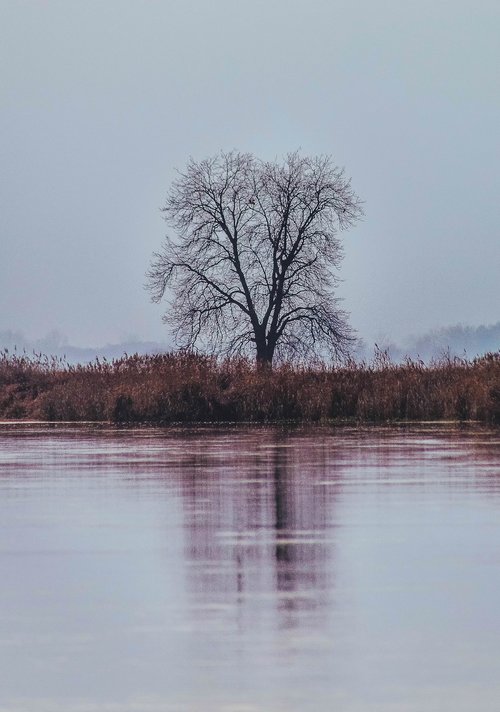 tree  loneliness  withered