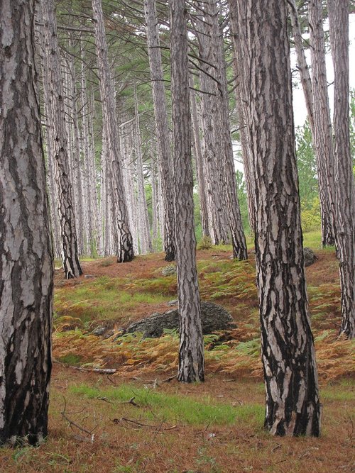 tree  birch  nature