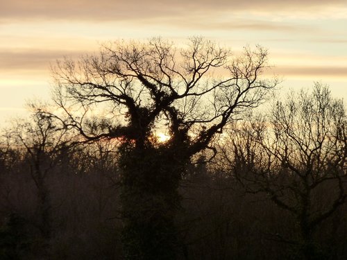 tree  twilight  sky