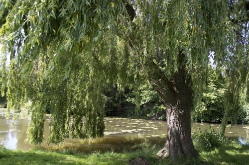 tree water river