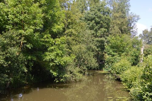 tree water landscape