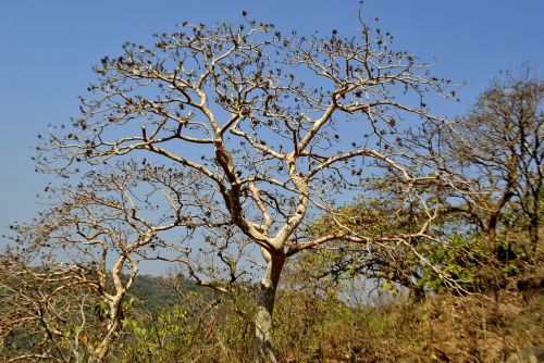 tree india vegetation