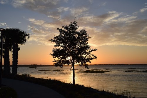tree  lake  sunrise