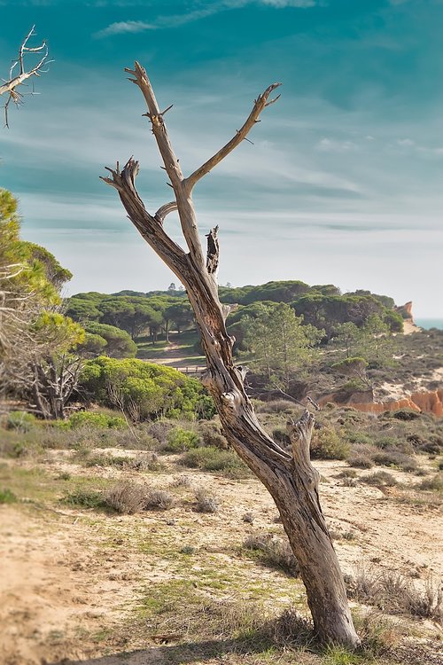 tree  dead  sky