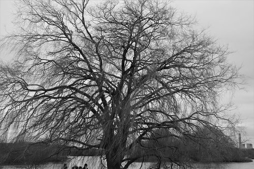 tree  nature  wood