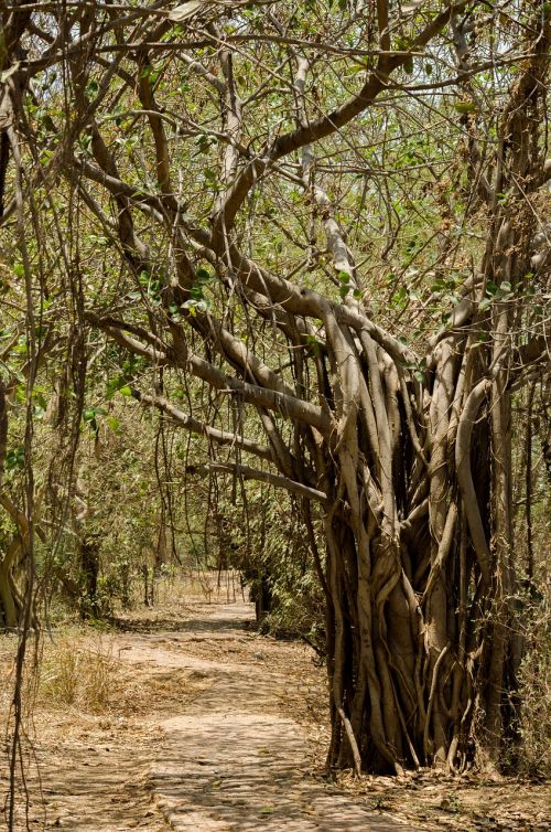 tree nature india