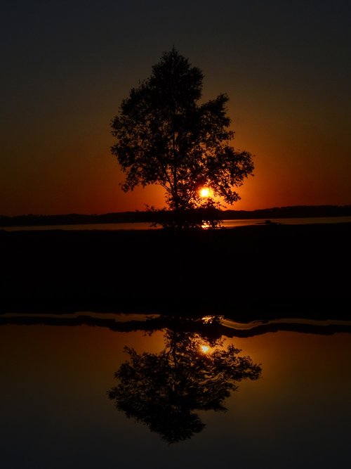 tree  sunset  nature