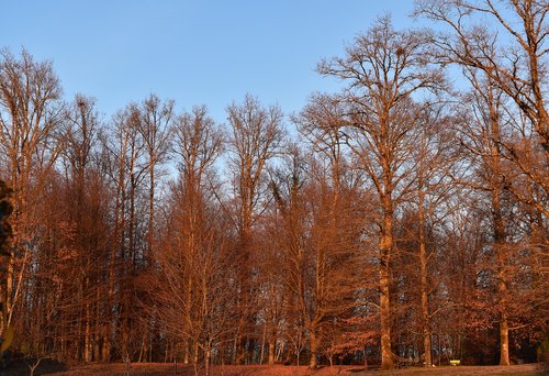 tree  winter  clarity