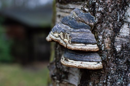 tree  bark  mushroom