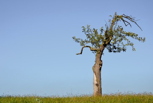 tree  solitary  nature