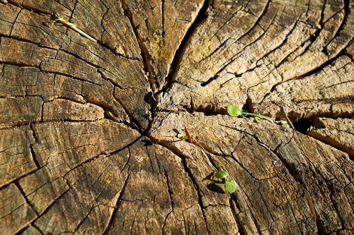 tree  wood-fibre boards  wood