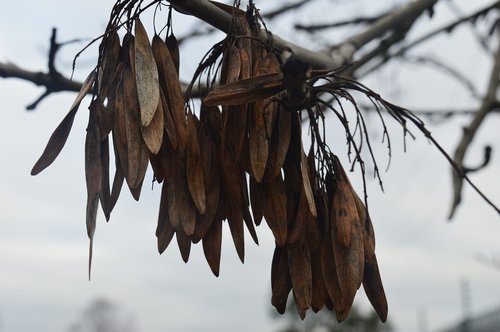 tree  leaves  forest