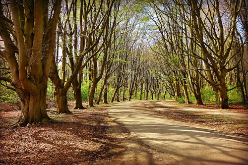 tree  forest  lane