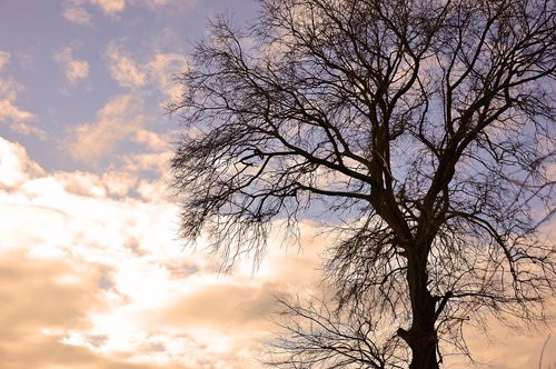tree  winter  sky