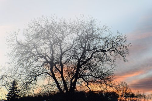 tree  the sky  nature