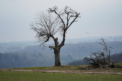 tree  old  nature