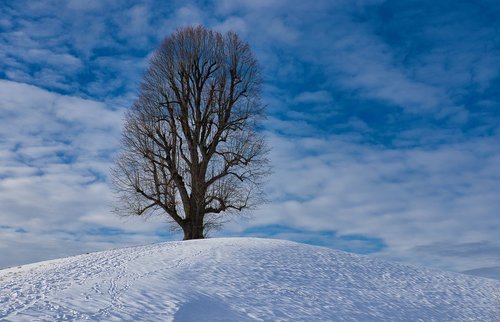 tree  snow  landscape