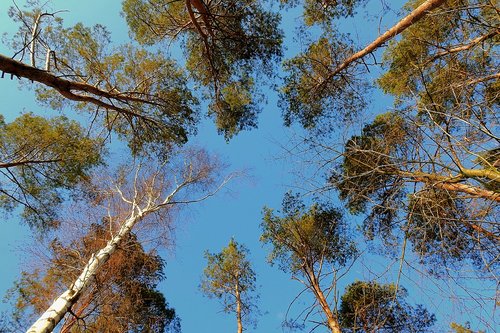 tree  nature  forest