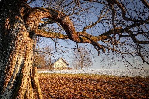 tree  arable  branch