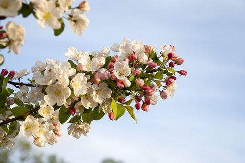 tree  flowering  spring