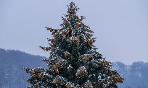 tree  winter  snow
