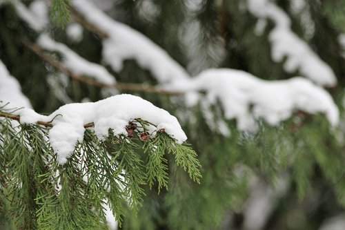 tree  cypress  snow