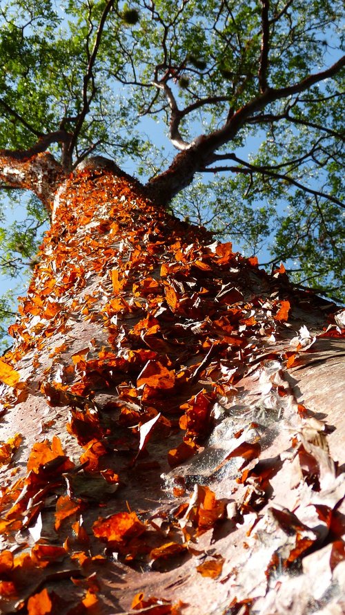 tree  tribe  bark