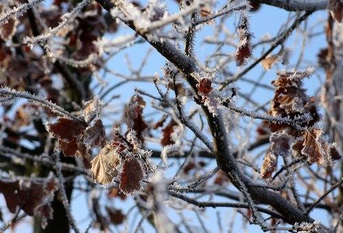 tree  oak  winter