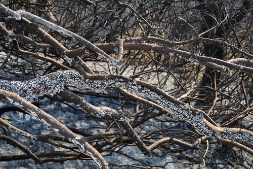 tree  forest  burnt trees