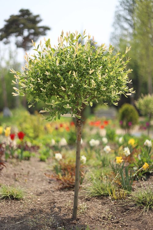 tree  trimming  garden