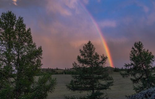 tree  rainbow  colorful