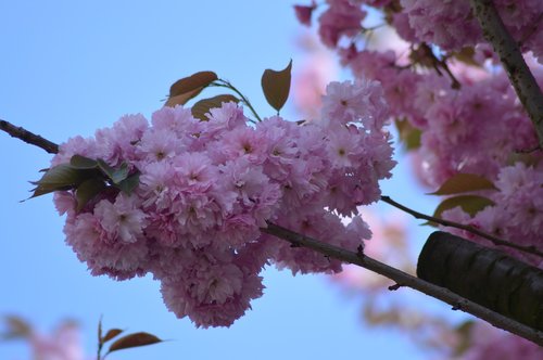 tree  flower  pink